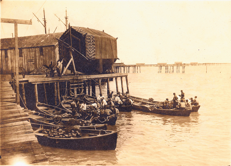 This photo from the early 1900s shows menhaden fishermen in their purse netting boats queueing up to dry their nets on big reels. The reels and these facilities were part of the menhaden processing complex that operated for decades from the mid 1800s until the mid 1900s in Lewes where the Cape Shores community now stands, outside the northern entrance to Cape Henlopen State Park. SOURCE CAPE GAZETTE ARCHIVES